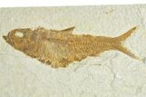 Limestone with Two Fossil Fish (Knightia) - Wyoming #363814-2
